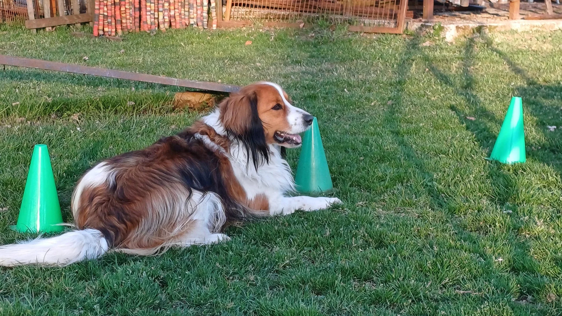 hond ligt op zijn plaats