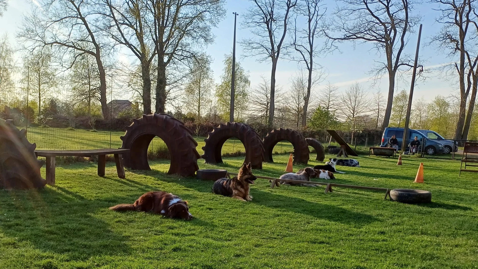 honden liggen naast elkaar voor de oefening