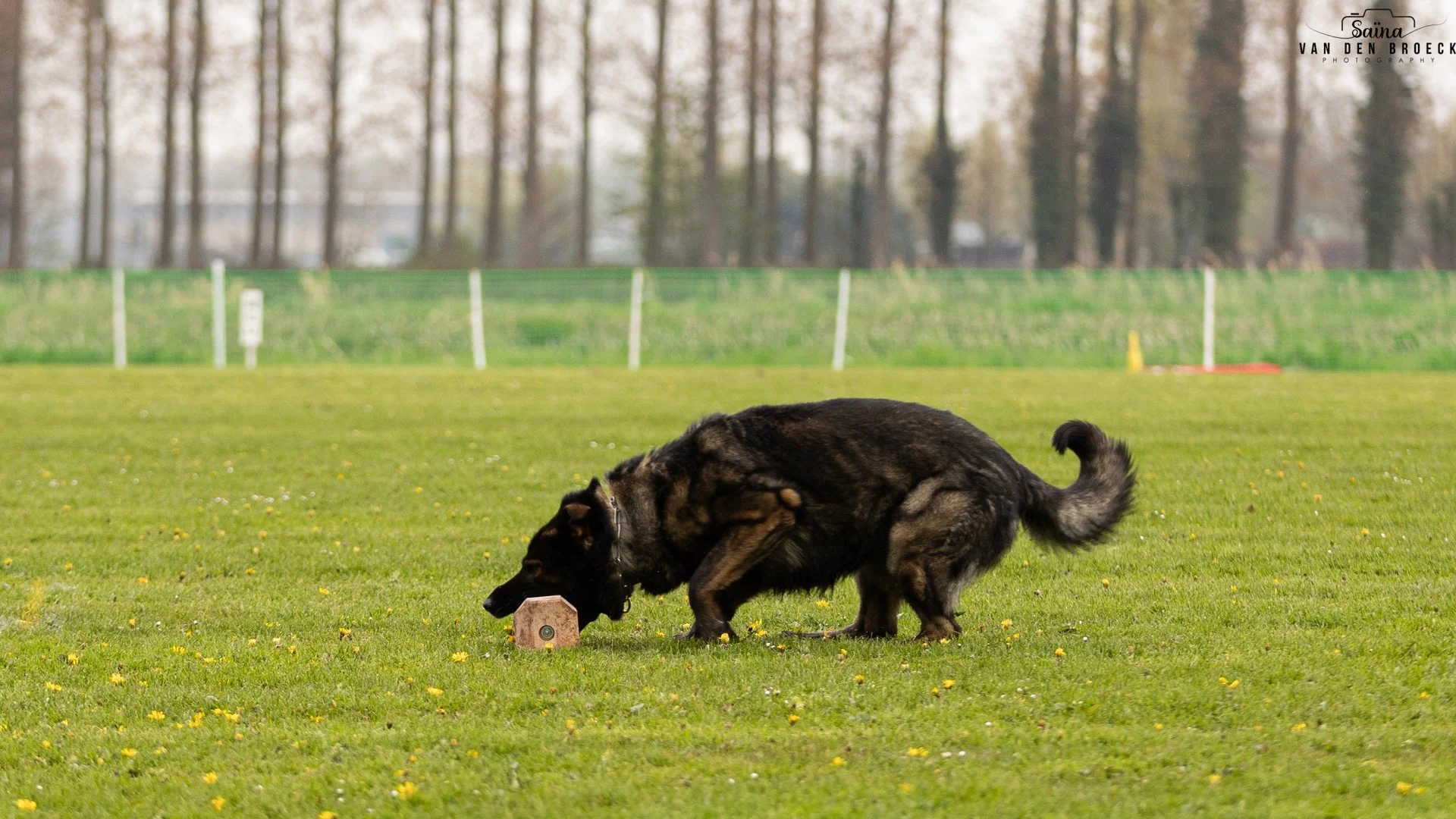 hond volg spoor