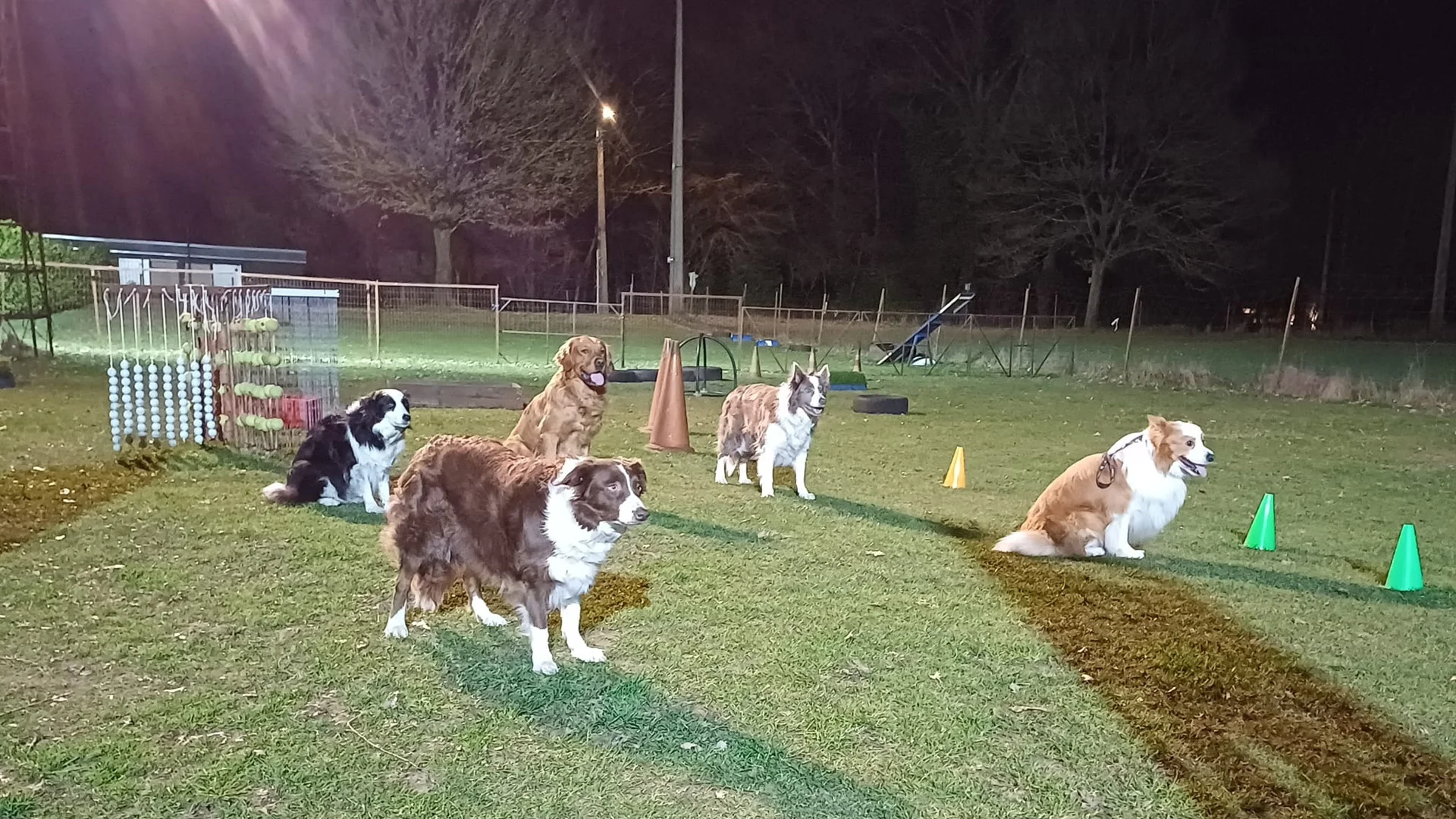 honden staan tegelijk in staande houding