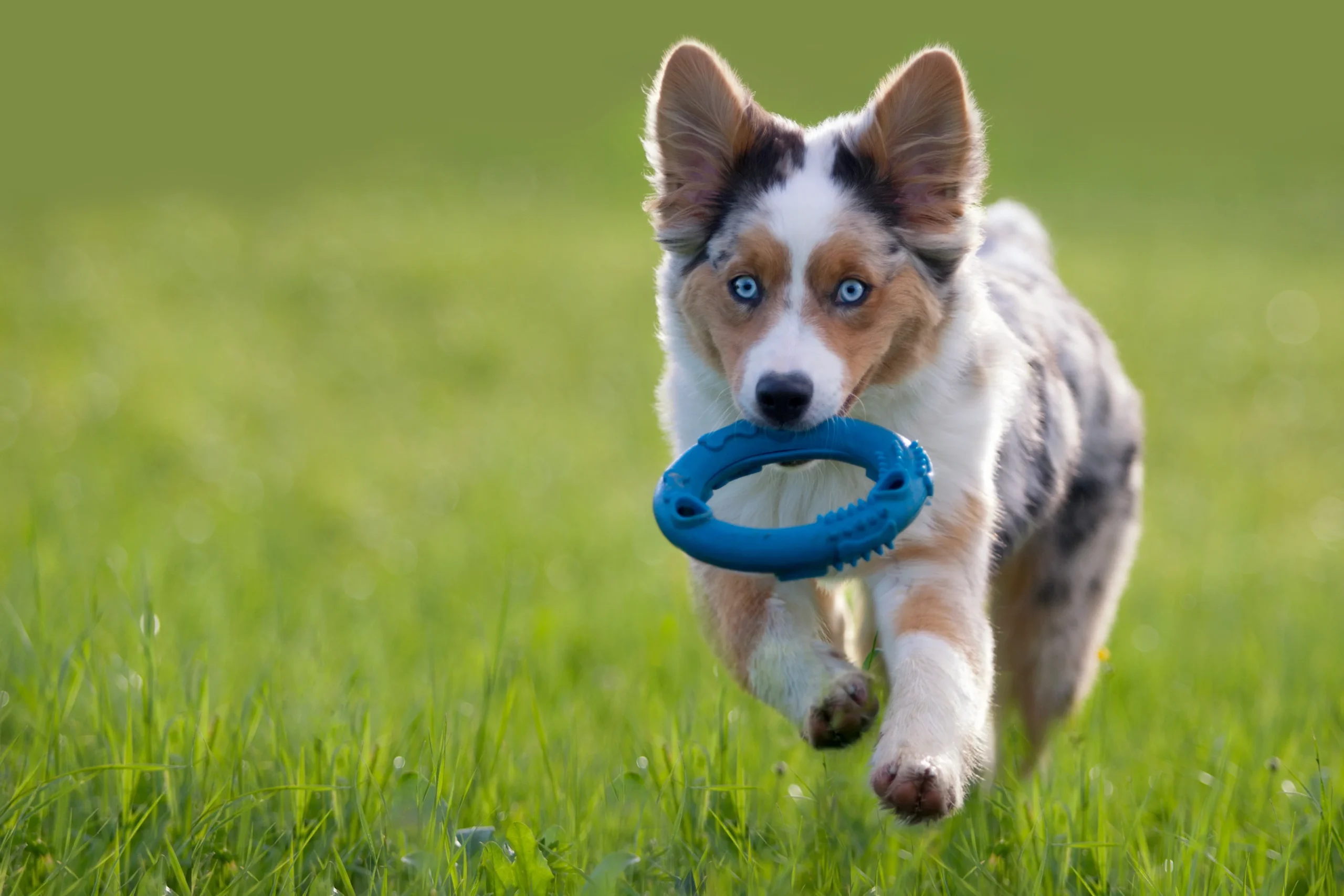 puppy heeft apport vast