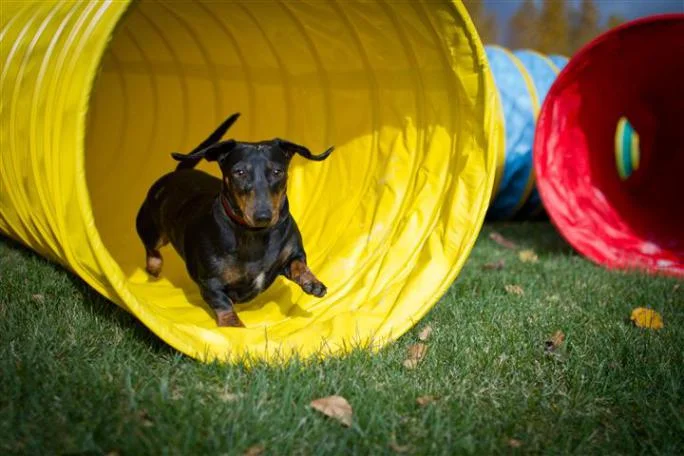 puppy komt uit tunnel gerend
