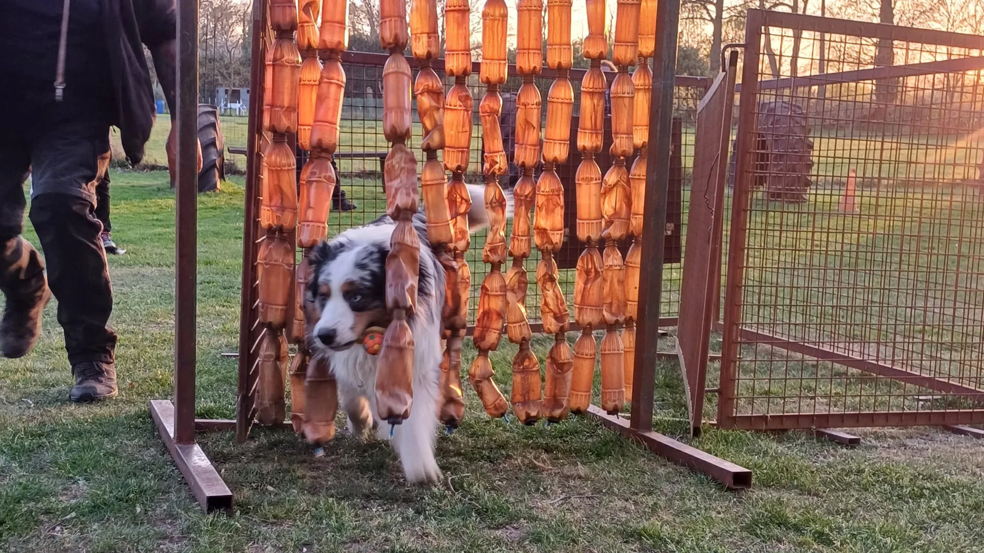 hond loopt met aport door plastic flessen