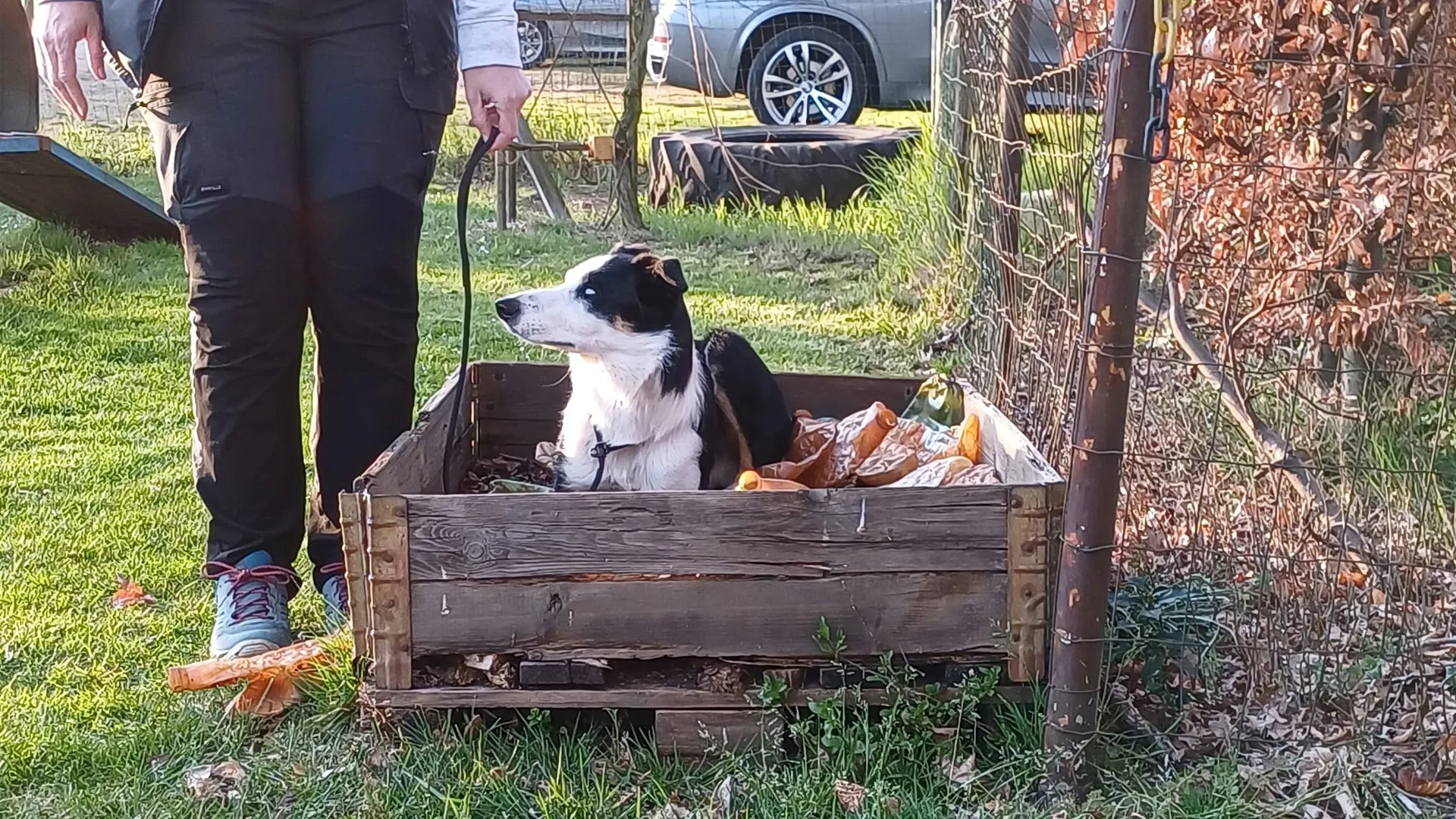 hond ligt in bak met geplette pmd flessen